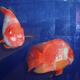 Image for article titled Ten Strange Animal Hybrids